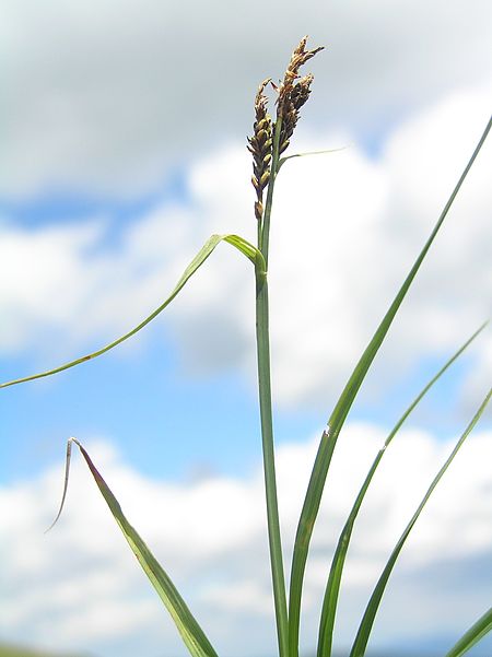 Carex bigelowii