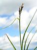 Bigelow's sedge