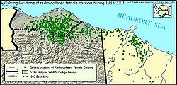 Caribou calving grounds, 1983-2001 Caribou calving map.jpg