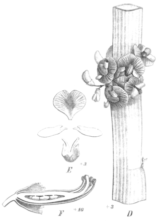 <i>Carmichaelia australis</i> Species of legume