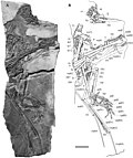 Vignette pour Carniadactylus