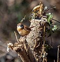 Thumbnail for File:Carolina wren in PP (86256).jpg