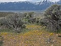 Carson Valley monkeyflower, Erythranthe carsonensis in habitat (29944046992).jpg