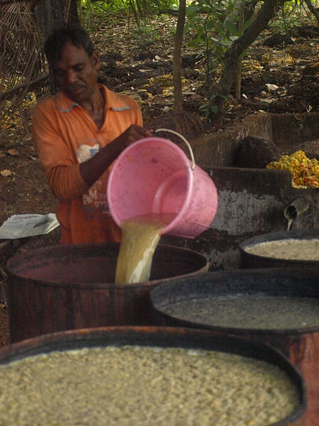 File:Cashew apples fermenting in Chorao, Goa, India. 01.JPG