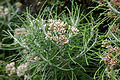 Cassinia tenuifolia