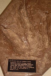Cast of Eubrontes giganteus track made by Paul E. Olsen at the fossil site in 1970 Cast of Eubrontes Gigantis track by Paul Olsen.jpg