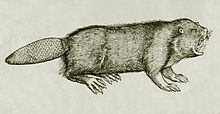 Au milieu du XVIe siècle (un siècle avant les travaux de Linné), le naturaliste suisse Conrad Gessner ne sait pas encore comment classer le castor, ici présenté au chapitre « Quadrup. Ferorum » (c'est-à-dire « quadrupèdes sauvages », p. 84, dans Historiae animalium publié à Zurich vers 1550