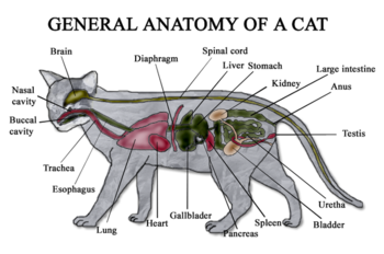 Diagram of the general anatomy of a male cat.