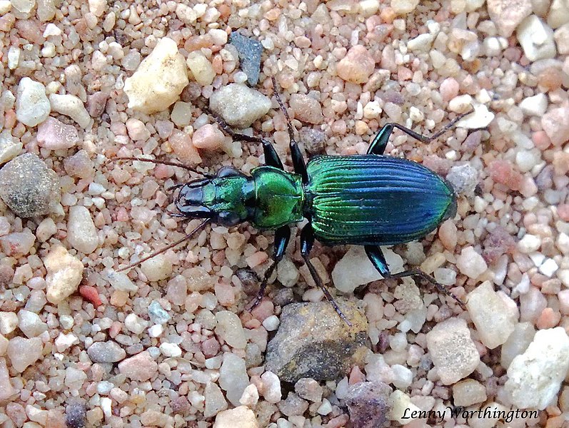 File:Catascopus (Catascopus) facialis (Wiedemann, 1819) Ground Beetle Carabidae (16262768561).jpg