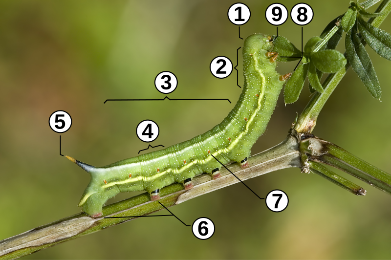 File:Caterpillar morphology.svg