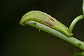 * Nomination Caterpillar of Loxura atymnus (Stoll, 1780) - Yamfly --ManaskaMukhopadhyay 16:48, 23 August 2022 (UTC) * Promotion  Support Good quality. --Mike Peel 18:07, 23 August 2022 (UTC)