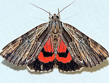 Catocala ultronia - Ultronia Underving Moth (15441253163) .jpg