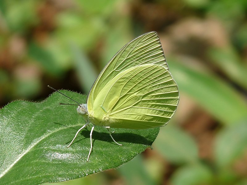 File:Catopsilia pomona by kadavoor.JPG