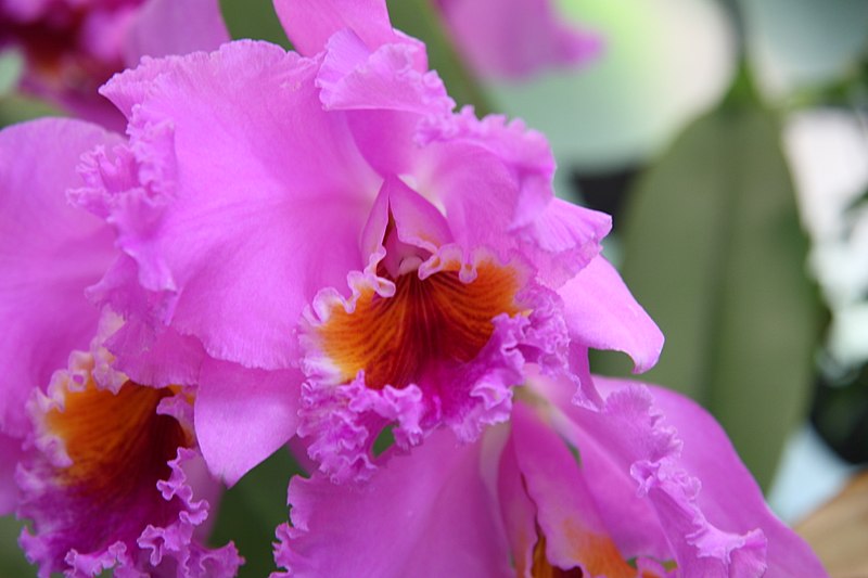 File:Cattleya Califlora Hawthorne 4zz.jpg