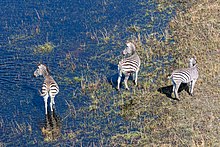 Zebras roaming the Okavango Basin Cebras de Burchell (Equus quagga burchellii), vista aerea del delta del Okavango, Botsuana, 2018-08-01, DD 28.jpg