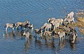 3 Cebras de Burchell (Equus quagga burchellii), vista aérea del delta del Okavango, Botsuana, 2018-08-01, DD 30 uploaded by Poco a poco, nominated by Poco a poco,  11,  3,  0