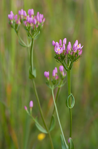 File:CentauriumErythraea.jpg