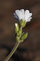 Cerastium arvense