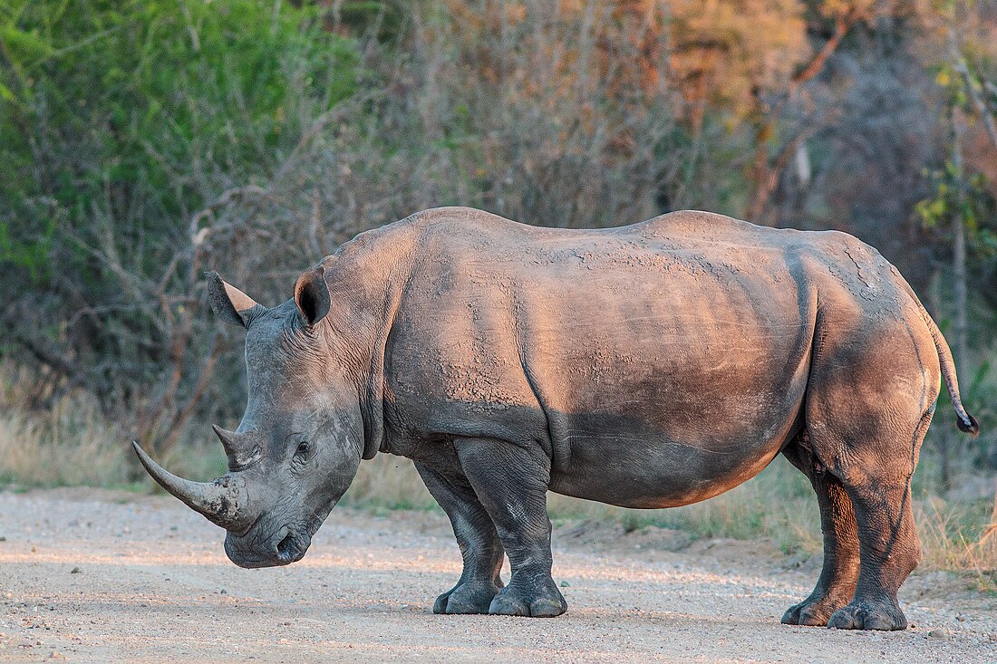 Ceratotherium simum