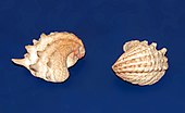 Shells of Arcinella jewel box clams Chamidae - Arcinella arcinella.JPG