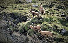 Femelles et chevreaux dans le parc national de la Vanoise.