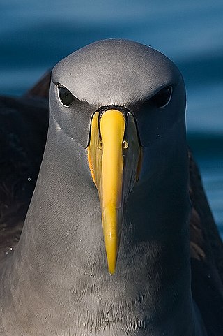Description de l'image Chatham albatross (Thalassarche eremita).jpg.