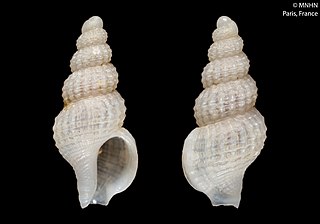 <i>Chauvetia</i> Genus of gastropods
