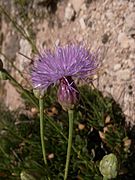 Widnet il-baħar, azaz Cheirolophus crassifolius, a nemzeti virág