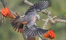 Chestnut-tailed starling, Satchari National Park 01.jpg