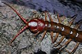 Chinese Red-headed Centipede (Scolopendra subspinipes)