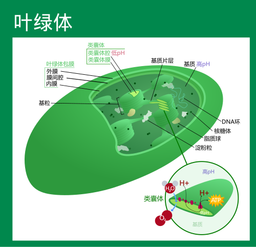 叶绿体平面图图片