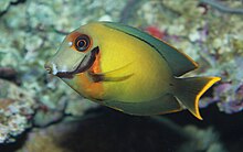 Cokelat tang - Acanthurus pyroferus.jpg