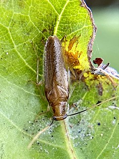 <i>Chorisoneura parishi</i> Species of cockroach
