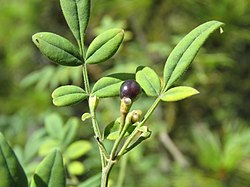 Chrysojasminum humile - Yellow Jasmine at Tiger nest during LGFC - Bhutan 2019 (4).jpg