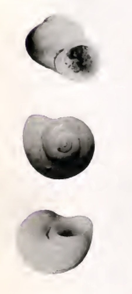 Cirsonella gaudryi