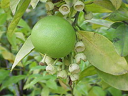 Didysis citrinmedis (Citrus maxima)