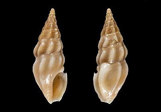 <i>Clavus maestratii</i> Species of gastropod