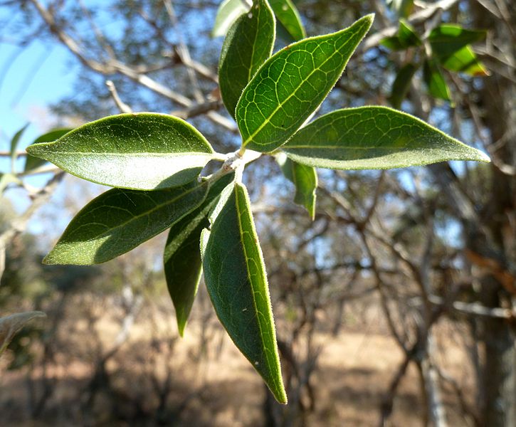 File:Clerodendrum glabrum, loof, a, Waterberg.jpg