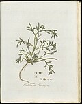 Cochlearia coronopus (modern=Lepidium coronopus) (Plate 0227)