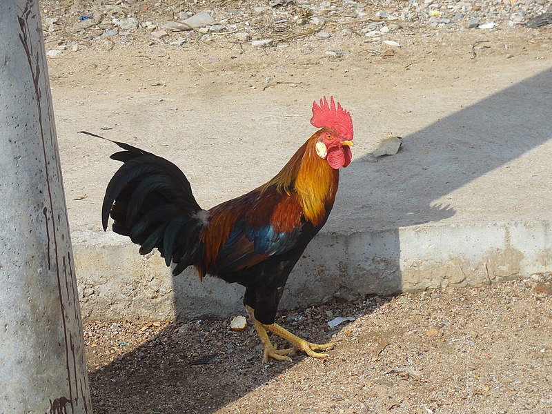 File:Cock... red.JPG