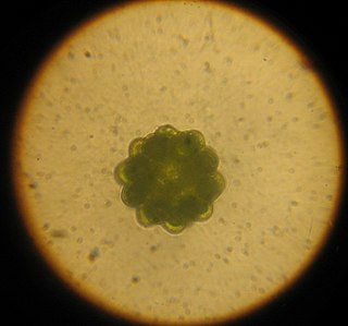 <i>Coelastrum</i> Genus of algae