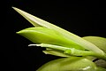 Coelogyne fragrans