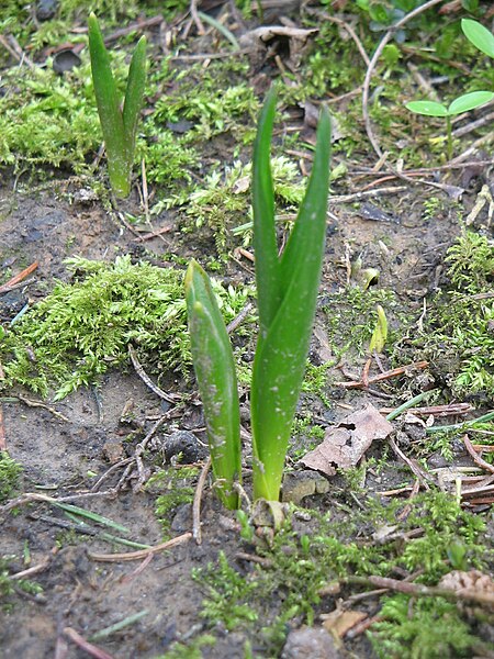 File:Colchicum autumnale young leaves.jpg