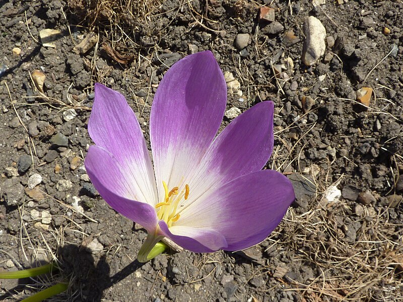 File:Colchicum speciosum 'Giant meadow saffron' (Colchicaceae) flower.JPG