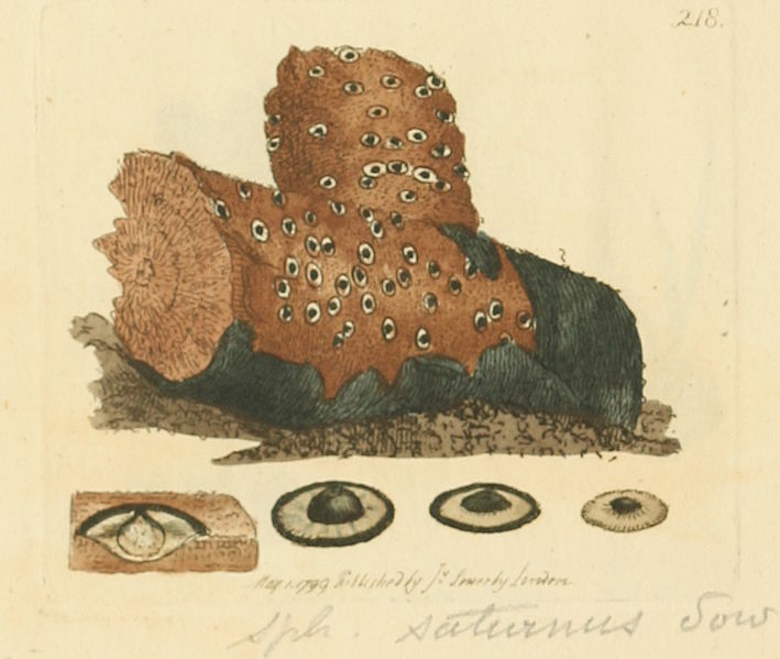 File:Coloured Figures of English Fungi or Mushrooms - t. 218.jpg