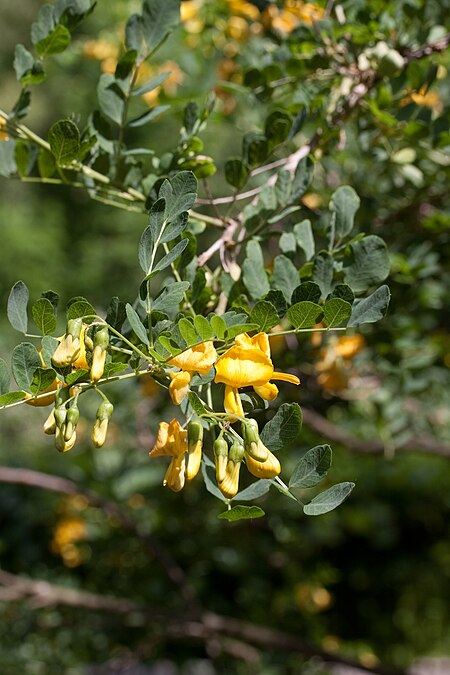 Colutea cilicica - Floraison.jpg