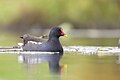 * Nomination A common moorhen (Gallinula chloropus) swimming in Franconville, France. --Alexis Lours 20:19, 10 November 2023 (UTC) * Promotion  Support Good quality. --Jakubhal 05:34, 11 November 2023 (UTC)