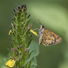 Umum pathfinder (Pardaleodes edipus) underside.jpg