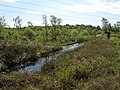 Commonhead Moss (2009)