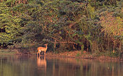 Bushbuck buscant menjar al costat del riu Comoé